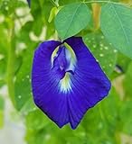 Butterfly Pea Vine Seeds: Rich Royal Blue, Clitoria ternatea, Bunga telang, Edible/Tea and Decorative, Butterfly Garden/Host Plant (20+ Seeds) from USA! Photo, best price $6.99 new 2024