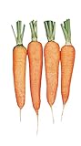 Burpee Touchon Carrot Seeds 3500 seeds Photo, best price $6.57 new 2024