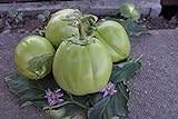 Aubergine Samen Thai-Aubergine Grüne Schale Pflanzen Gemüse Obst Samen für die Bepflanzung Garten Outdoor Indoor Foto, bester Preis 3,00 € neu 2024