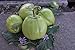 Foto Aubergine Samen Thai-Aubergine Grüne Schale Pflanzen Gemüse Obst Samen für die Bepflanzung Garten Outdoor Indoor