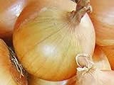 Onion, Texas Early Grano Onion Seeds, Heirloom, Non GMO 25+ Seeds, Short Day, Vidiala Type Photo, best price $1.99 new 2024