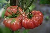 75+ Giant Belgium Tomato Seeds- Heirloom Variety Photo, best price $3.99 new 2024