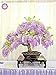 Foto 10pcs semillas de glicina raras flores púrpura Wisteria Bonsai Semillas Mini Bonsai Árbol de la planta ornamental de interior para la decoración casera