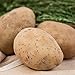 Photo Kennebec Seed Potato - Productive and Easy to Grow - Includes one 2-lb Bag - Can't Ship to States of ID, ME, MT, or NE