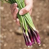 David's Garden Seeds Bunching Onion Deep Purple 1565 (White) 200 Non-GMO, Open Pollinated Seeds Photo, best price $3.45 new 2024