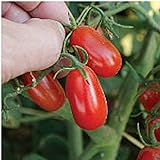 Red Grape Tomato Seeds (20+ Seeds) | Non GMO | Vegetable Fruit Herb Flower Seeds for Planting | Home Garden Greenhouse Pack Photo, best price $3.69 ($0.18 / Count) new 2024