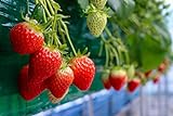 Everbearing Garden Strawberry Seeds - 200+ Seeds - Grow Red Strawberry Vines - Made in USA, Ships from Iowa. Photo, best price $8.49 new 2024