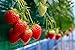Photo Everbearing Garden Strawberry Seeds - 200+ Seeds - Grow Red Strawberry Vines - Made in USA, Ships from Iowa.