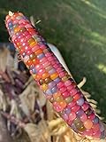 Glass Gem Cherokee Indian Corn Heirloom Premium Seed Packet + More Photo, best price $4.99 new 2024