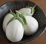 David's Garden Seeds Eggplant Paloma (White) 25 Non-GMO, Hybrid Seeds Photo, best price $3.45 new 2024