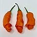 Photo Wayland Chiles Peter Pepper Seeds (Red)