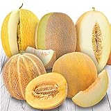 NIKA SEEDS - Friut Cantaloupe Sweet Big Five Mix - 10-20 Seeds Photo, best price $5.95 new 2024