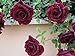 Foto 200 piezas de semillas de rosas trepadoras trepadoras de color rojo oscuro muy hermosas flores trepadoras ornamentales