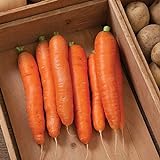 David's Garden Seeds Carrot Bolero 1166 (Orange) 200 Non-GMO, Hybrid Seeds Photo, best price $4.45 new 2024