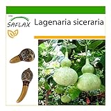 SAFLAX - Calabaza de peregrino - 15 semillas - Con sustrato estéril para cultivo - Lagenaria siceraria Foto, mejor precio 4,45 € nuevo 2024