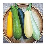 David's Garden Seeds Zucchini Summer Melody 9112 (Multi) 50 Non-GMO, Heirloom Seeds Photo, best price $3.45 new 2024