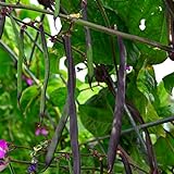 Purple Podded Pole Bean - 25 Seeds - Heirloom & Open-Pollinated Variety, USA-Grown, Non-GMO Vegetable Snap/Green Bean Seeds for Planting Outdoors in The Home Garden, Thresh Seed Company Photo, best price $7.99 ($0.32 / Count) new 2024