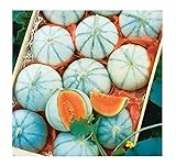 David's Garden Seeds Fruit Melon Savor (Orange) 25 Non-GMO, Hybrid Seeds Photo, best price $3.45 new 2024