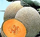 Hale's Best Jumbo Cantaloupe Seeds - 50 Seeds Non-GMO Photo, best price $1.49 ($0.03 / Count) new 2024