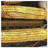 Everwilde Farms - 1/4 Lb Reid's Yellow Dent Open Pollinated Corn Seeds - Gold Vault Photo, best price $7.96 new 2024