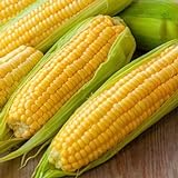 Corn, Golden Bantam Yellow Corn, Heirloom, Non-GMO,50 Seeds, Delicious and Sweet Veggie Photo, best price $2.99 new 2024
