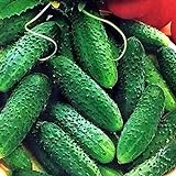 CEMEHA SEEDS - Cucumber Parisian Gherkin Open-Pollinated Pickling Non GMO Vegetable for Planting Photo, best price $6.95 ($0.17 / Count) new 2024