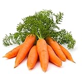 1000+ Carrot Seed for Planting - Non-GMO, Vegetable Seeds for Planting Outdoor Home Gardens Photo, best price $9.99 ($0.01 / Count) new 2024