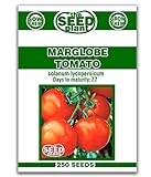 Marglobe Tomato Seeds - 250 Seeds Non-GMO Photo, best price $1.59 ($0.01 / Count) new 2024