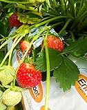Strawberry Evie-2 Bare Root Plants 20 Count - Ever Bearing - Non-GMO - Day Neutral Longer Fruit yielding Season - Bareroots Wrapped in Coco Coir - GreenEase by ENROOT Photo, best price $20.97 new 2024