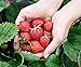 Foto Monats-Erdbeere Rügen min. 250 Samen (0,5g) - 100% Natursamen - ganzes Jahr ernten
