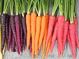 Rainbow Blend Carrot Heirloom Seeds - B258 (150 Seeds, 1/4 Gram) Photo, best price $2.99 new 2024