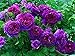 Foto 100 piezas de semillas de rosas trepadoras flor ornamental perenne semillas de rosas trepadoras púrpuras para jardín balcón terraza