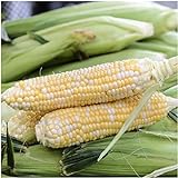 Seed Needs, Butter and Sugar Sweet Corn - Bi Color (Zea mays) Bulk Package of 160 Seeds Non-GMO Photo, best price $8.99 new 2024