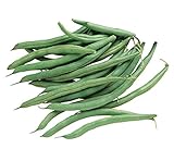 Burpee Blue Lake 274 Bush Bean Seeds 8 ounces of seed Photo, best price $9.36 ($1.17 / Ounce) new 2024