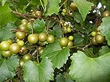Pixies Gardens Scuppernong Muscadine Grape Vine Shrub Live Fruit Plant (1 Gallon Potted) Photo, best price $59.99 new 2024
