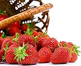 Seascape Everbearing Strawberry 10 Bare Root Plants - BEST FLAVOR Photo, best price $18.37 new 2024