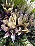 Alraune (Mandragora officinarum) 10 Samen der magischen im Frühling blühenden Zauberpflanze Foto, bester Preis 11,00 € (550,00 € / kg) neu 2024