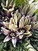 Foto Alraune (Mandragora officinarum) 10 Samen der magischen im Frühling blühenden Zauberpflanze