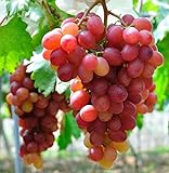 Giant Red Globe Grape Seeds - Biggest Variety, Juicy Fruits Photo, best price $13.50 new 2024