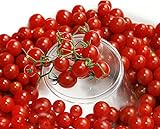30+ Sweet Pea Currant Tomato Seeds, Heirloom Non-GMO, Extra Sweet and Heavy-Yielding, Low Acid, Indeterminate, Open-Pollinated, Long Season, Super Delicious, from USA Photo, best price $5.89 new 2024