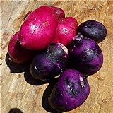 SVI fresca 100pcs semilla de papa vegetal para la siembra oscuro rosa púrpura Foto, mejor precio 9,78 € nuevo 2024