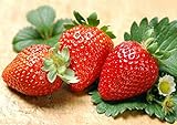 300pcs Giant Strawberry Seeds, Sweet Red Strawberry/Organic Garden Strawberry Fruit Seeds, for Home Garden Planting Photo, best price $9.59 ($0.03 / Count) new 2024