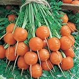 Parisian Carrot Seeds | Heirloom & Non-GMO Carrot Seeds | 250+ Vegetable Seeds for Planting Outdoor Home Gardens | Planting Instructions Included Photo, best price $8.29 ($0.03 / Count) new 2024