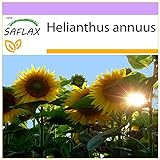 SAFLAX - Girasol Titan - 20 semillas - Helianthus annuus Foto, mejor precio 3,95 € nuevo 2024