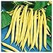 Photo Everwilde Farms - 1/4 Lb Organic Golden Wax Yellow Bean Seeds - Gold Vault