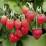 (2000 Seeds)Perpetual Strawberry Four Seasons Strawberry Seeds for Planting04 Photo, best price $9.99 ($0.00 / Count) new 2024