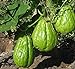 Foto Las plantas al aire libre Jardín ornamental Calabaza Semilla chayote Bonsai Planta de tiesto verde Frutas Verduras de la semilla de alta nutrición de 10 piezas