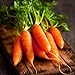 Photo David's Garden Seeds Carrot Little Finger 1116 (Orange) 200 Non-GMO, Heirloom Seeds