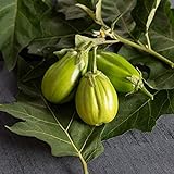 David's Garden Seeds Eggplant Comprido Verde Claro 4222 (Green) 25 Non-GMO, Open Pollinated Seeds Photo, best price $4.45 new 2024