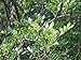Foto Szechuanpfeffer Zanthoxylum schinifolium Pflanze 15-20cm Japanischer Pfeffer
